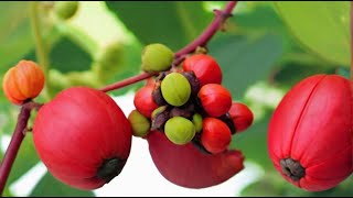 The Secret Power of Jatropha Seeds Revealed [upl. by Hally]