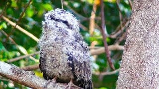 Baby Tawny Frogmouth [upl. by Wollis486]