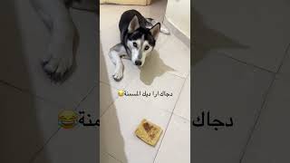 مخر مسمن😂husky funny funny morocco [upl. by Aseefan]