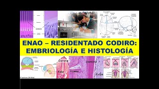 ENAO  RESIDENTADO ODONTOLÓGICO quotEMBRIOLOGÍA E HISTOLOGÍA ORALquot [upl. by Sineray588]