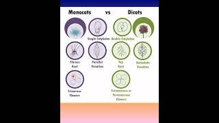 Monocots vs Dicots  Monocotyledons and Dicotyledons  Plant Kingdom Class 11  KVS PGT BIOLOGY [upl. by Udale]