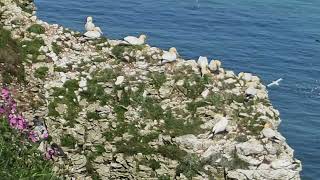 Northern Gannets nesting colinmccarthy4870 [upl. by Nitsuga]