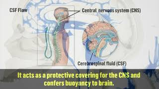 Cerebro Spinal Fluid  Functions amp Chemical Coordination [upl. by Yerac]