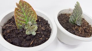 Episcia Cupreata with Babies from Single Leaf Cuttings Propagated in Soil Flame Violet [upl. by Mehetabel]