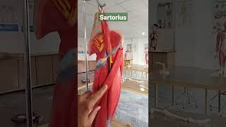 Longest Muscle Sartorius draqilshah anatomy viralvideos viral youtubeshorts shortsvideo dr [upl. by Ezechiel]