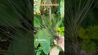 Tillandsia Juncea airplant airplantcare garden houseplantchannel [upl. by Heigl]