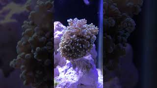 New Frogspawn Coral  Reef Tank [upl. by Airenahs]