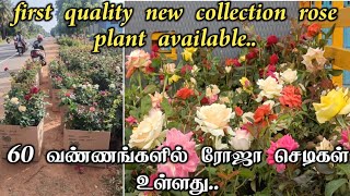 12 Inch pot Kashmir and 5 kg cover 60 colours rose plant available in A1 Nursery Garden [upl. by Grodin462]