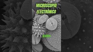 🌻Polen microscopios y electrones ciencia tecnologia curiosidades ciencias [upl. by Kerrison]