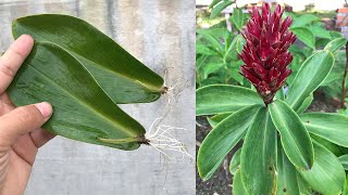 Tips for propagating Costus speciosus from leaves [upl. by Lian]