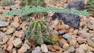 Saving Echinocereus Seeds [upl. by Yatnuhs]