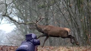 Journée de Chasse au cerfs dans lOise [upl. by Ardnajela]