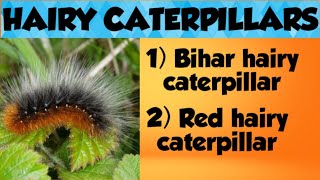 HAIRY CATERPILLARS  THE 4 STAGES OF METAMORPHOSIS   BY  BHAWNA JHA [upl. by Doyle]