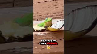 Day gecko has no thoughts gecko lizard reptiles cuteanimals funnyanimals funnyshort [upl. by Boiney713]