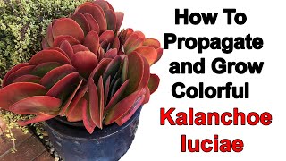 How to propagate more Kalanchoe luciae and achieve its vibrant colors [upl. by Coralie]