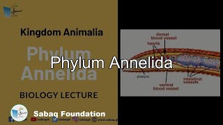 Phylum Annelida Biology Lecture  Sabaqpk [upl. by Iaw]