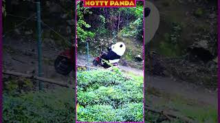 Panda on Wheels The Ultimate Bike Adventure  Notty panda [upl. by Tucky]