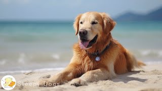 Dog Music  Relaxing Sounds for Dogs with Anxiety Helped 4 Million Dogs Worldwide [upl. by Etteuqaj749]