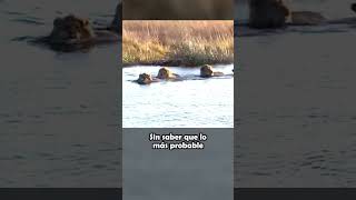 Hipopótamo Ataca a Leones Que Cruzan El Río SHORTS [upl. by Tiemroth]