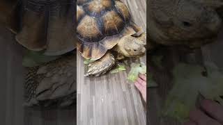 Tortoise eating lettuce 🥬 [upl. by Alleira]