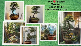 my ❤️ Buxus Bonsai 🔸 10years of transformation [upl. by Ing464]