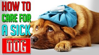 How To Care For A Sick Dog  Dog Facts [upl. by Michal113]