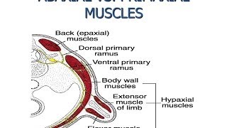 MYOLOGY 101  Development of the Myotomes  QME Continuing Education wwwezqmeceucom [upl. by Alameda]