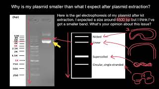 Plasmid Gel Electrophoresis [upl. by Alhsa]