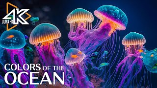 The Ocean 4K  Captivating Moments with Jellyfish and Fish in the Ocean  Relaxation Video 2 [upl. by Derayne]