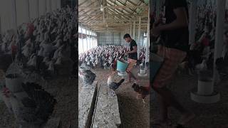 A boy feeds chickens amp chickens lay eggs [upl. by Kissner]