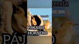 Pájaro Hornero LEYENDA DE ARGENTINA viralvideo viralshort foryou 2023 [upl. by Yaned]