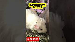 INCREDIBLE CUTE GUINEA PIG EATING SNACK [upl. by Scotney68]