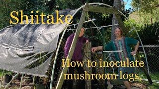 How to inoculate mushroom logs shiitake mushrooms stepbystep ￼￼￼￼ February 4 ￼2023 [upl. by Ulric]