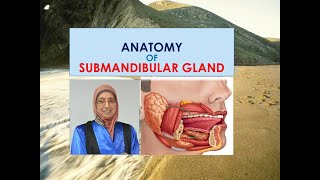 Anatomy of submandibular salivary gland [upl. by Otreblon526]