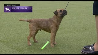 Border Terriers Breed Judging 2023 [upl. by Elleinnad]