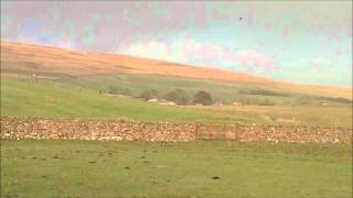 Spring Lapwings acrobatic flying [upl. by New]