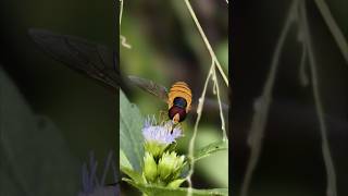 hoverfly explore trending foryou animallover shortsyoutube viralvideo hewanliar public [upl. by Elyak680]