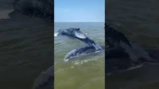 Bultrug aangespoeld op zandplaat in Waddenzee [upl. by Horowitz374]