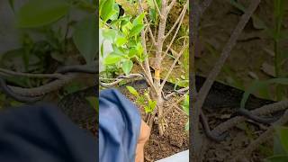 Process ficus microcarpa cutting for fast bonsainature bonsai junbonsai microcarpa bonsai [upl. by Dmitri]