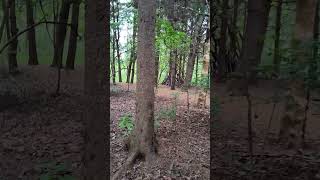 Getting Squatchy in Lititz PA bigfoot squatch [upl. by Mastrianni]