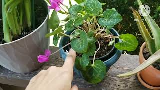 A Wonderful World of Plants  Indoor and Outdoor Plants  Vlog [upl. by Libna]