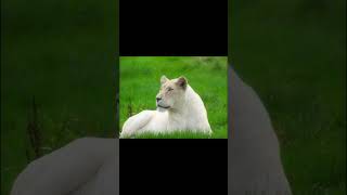 Liger vs Tiger  Most Dangerous Animal  animals shortsvideo [upl. by Aigneis]