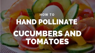 How To Hand Pollinate Cucumbers and Tomatoes View in HD [upl. by Katrinka]