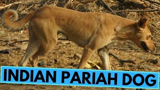 Indian Pariah Dogs  TOP 10 Interesting Facts [upl. by Aryam641]