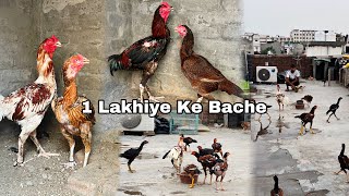 1 Lakhiye ka Murge Ki Breed Aapne Pass Hai 💕 vlogging vlog viralvideo [upl. by Elle20]