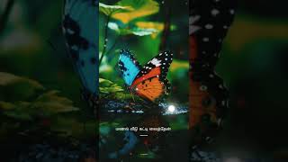 🦋Devathayai kanden songwhatapp status video full screen🦋 [upl. by Wickman354]