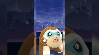 ❄️Mamoswine takes down Team Rocket Leader ARLO  Shadow Beldum  Pokémon Go  Pikachickoo [upl. by Pegma]