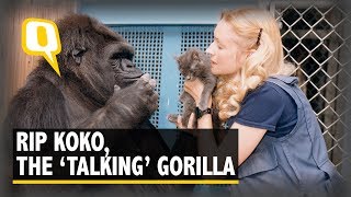 Remembering Koko the ‘Talking’ Gorilla Who Was DiCaprio’s Friend [upl. by Belda]