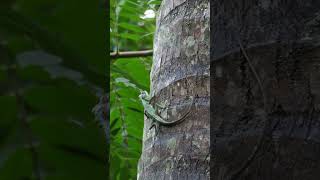 Whistling lizard Calotes liolepis [upl. by Kahlil669]