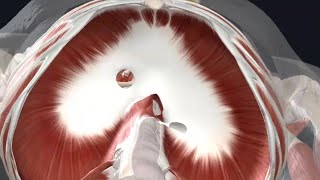 Thoracoabdominal diaphragm with 3 D animation Dissection discussion amp Development [upl. by Coonan829]